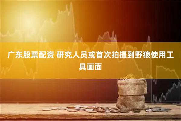 广东股票配资 研究人员或首次拍摄到野狼使用工具画面